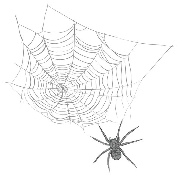 Pavučina a jedovatý pavouk.